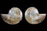 Agate Replaced Ammonite Fossil - Madagascar #145823-1
